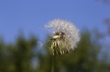 Polip