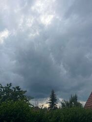 Szirmabesenyő