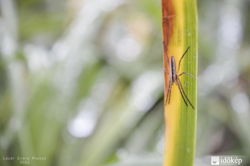 Víz elől menekülő pókocska