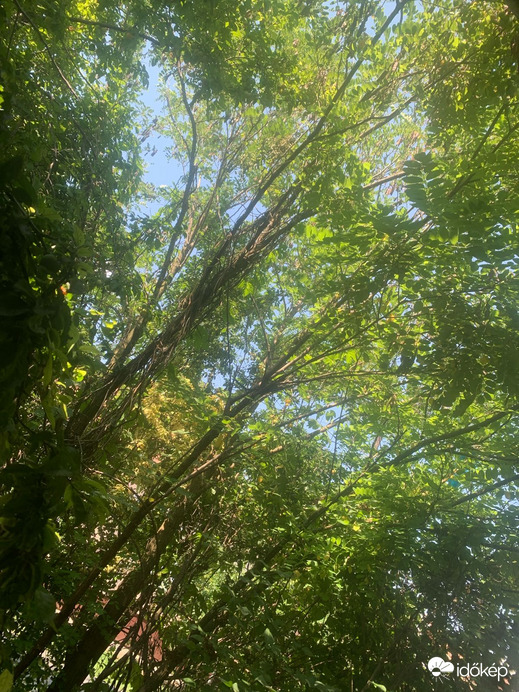 Csanádpalota
