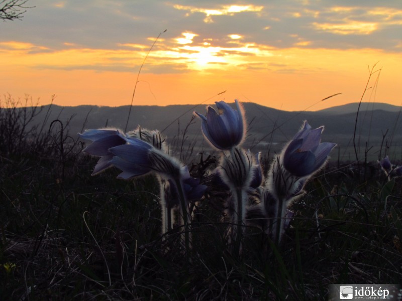 Leánykökörcsinek Garancson