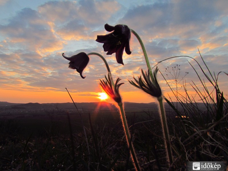 Fekete kökörcsinek