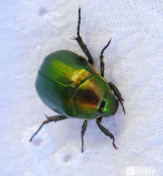 Egy tökéletes rózsabogár