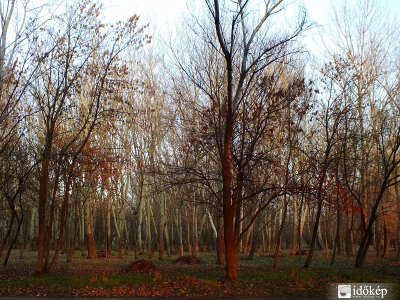 Januári ártér délutáni napsütésben