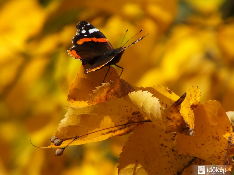 Hársfaágak csendes árnyán...