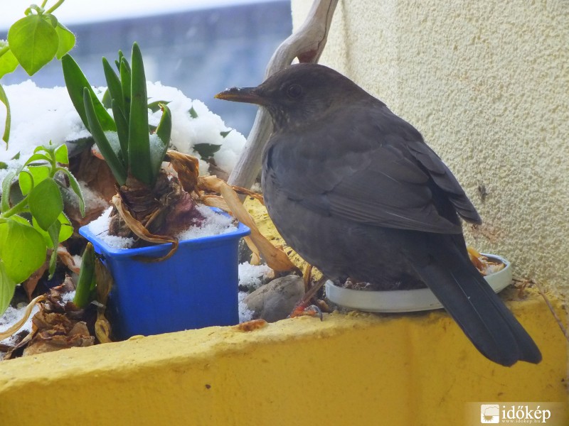 Erkélyi szállóvendég