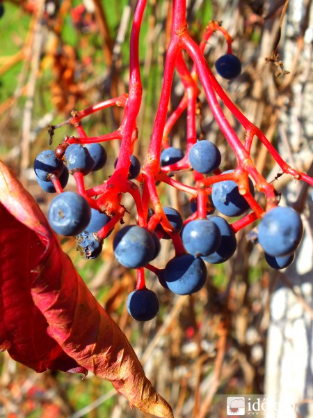 Vadszőlő