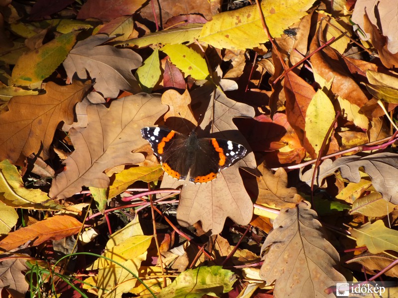 "Pillangó, messze szálló pillangó. 