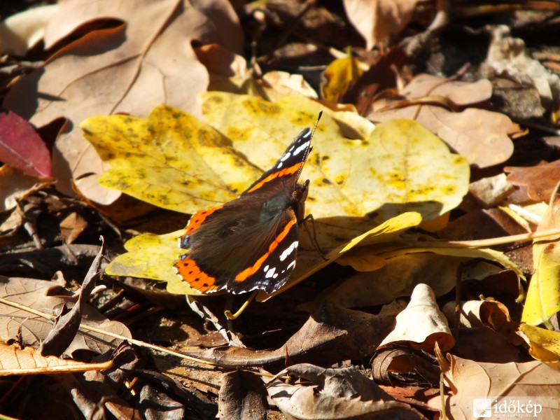 Lepkeszárnyú boldogság