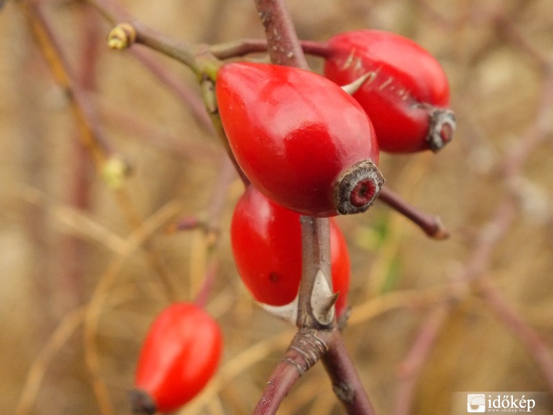 Kicsattanó egészség