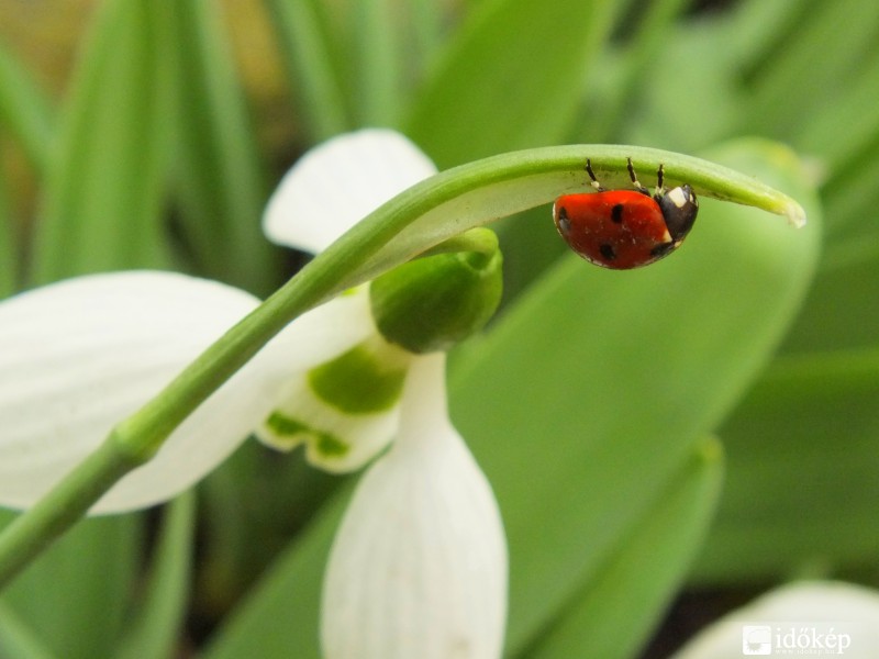 Na ki az, akinek sok kis pötty van a hátán?
