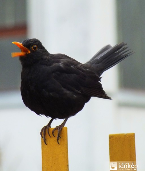 Rigófüttyös jó reggelt!