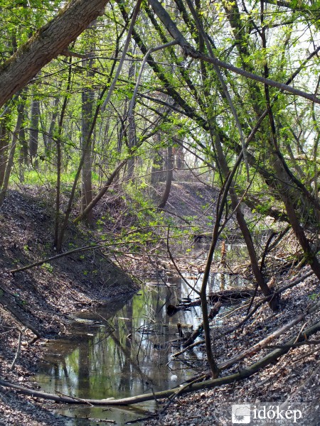 Kibontakozó természet