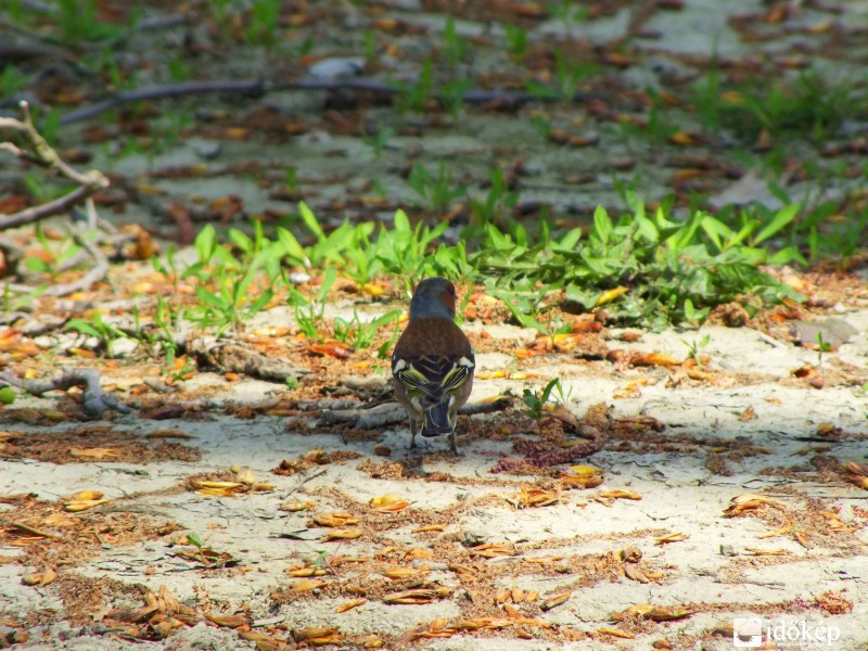 Akkor én most világgá megyek