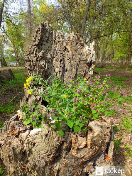 A természet virágládája