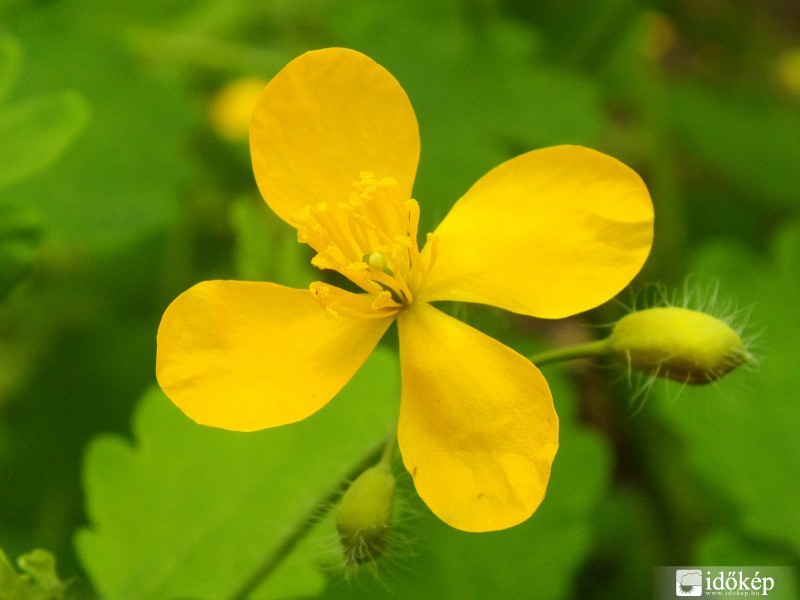 Vérrehulló fecskefű