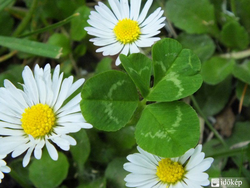 A négylevelűvé válás határán