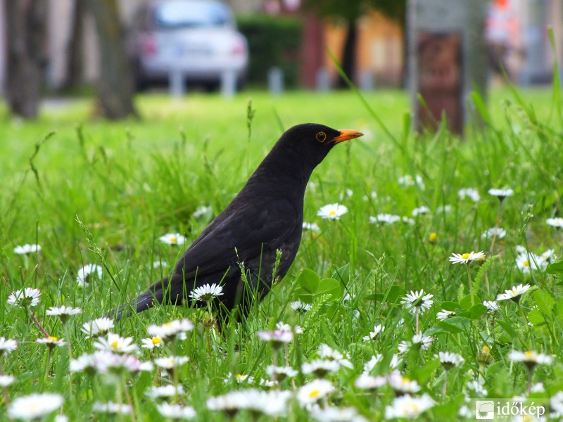 És ha csóka lennék??