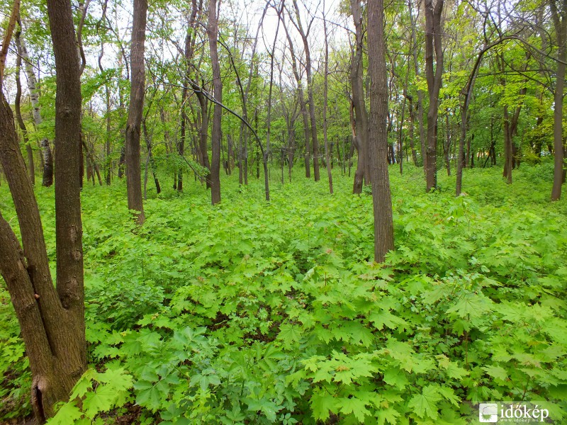Szép dús aljnövényzet