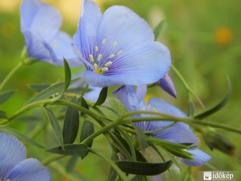 Lenvirág a szélben