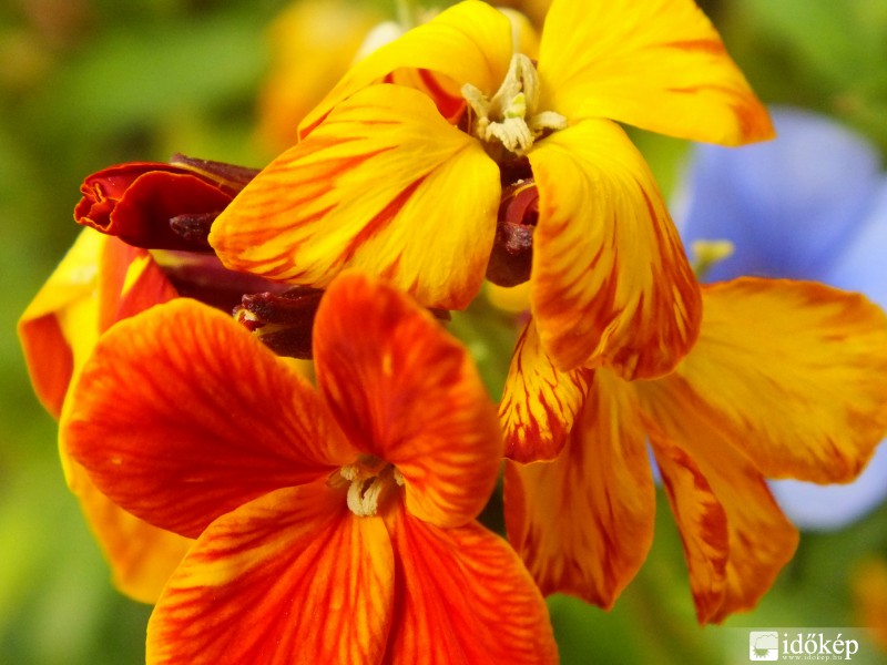 Illatos parázsszínű viola