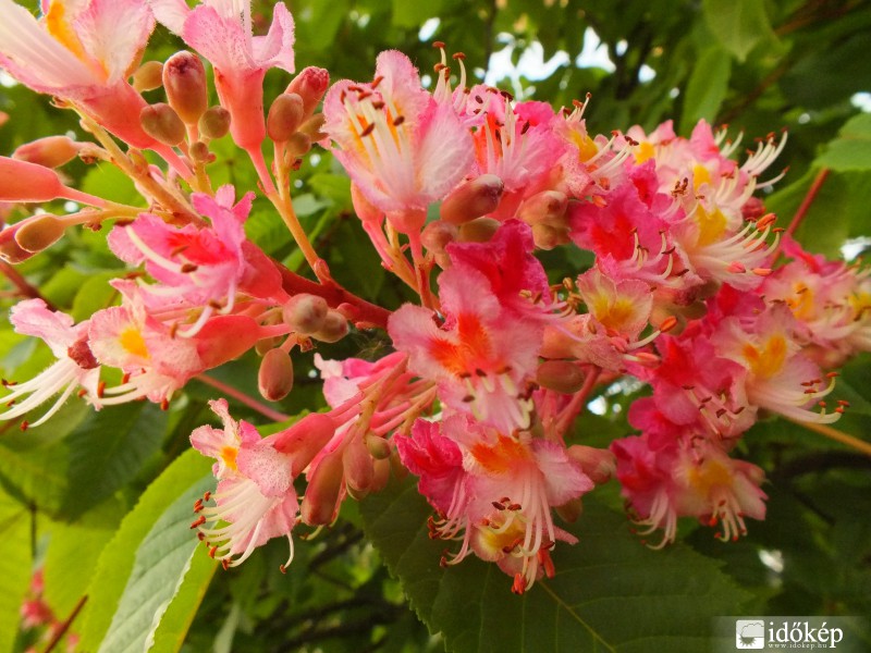 Rózsaszín csudaság 