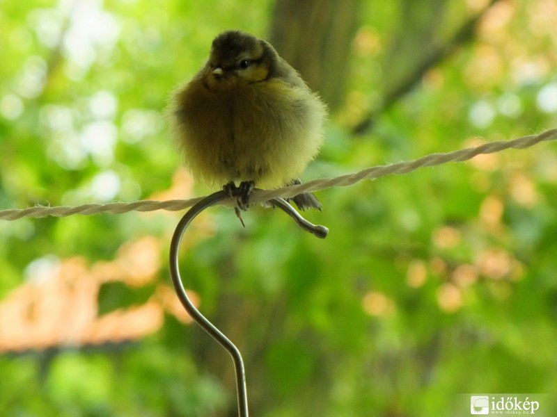 Ruha-  és cinegefióka szárító kötél 