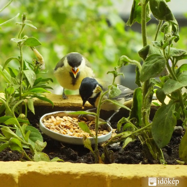 A követelődző fióka