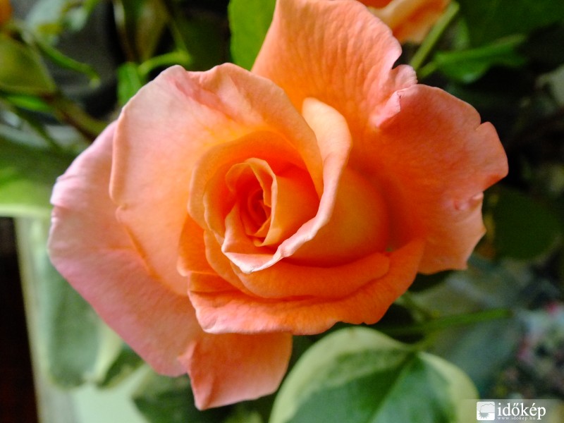 Szépséges barackos-narancsos