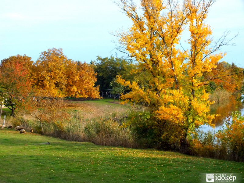 Őszi táj birkákkal