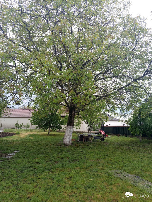 Kisléta