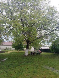 Kisléta