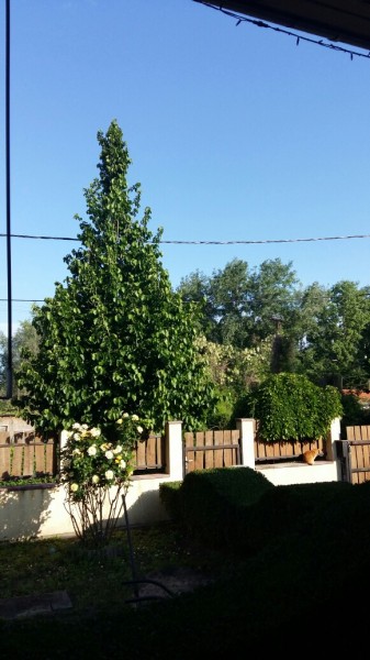 Dunavarsány