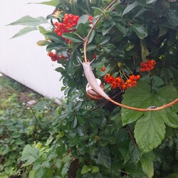 Gödöllő