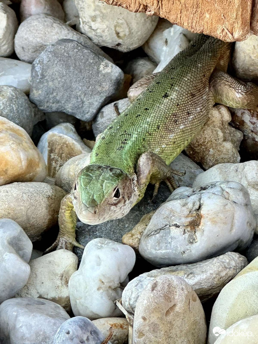 Gödöllő