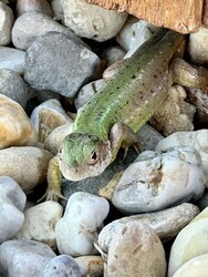 Gödöllő