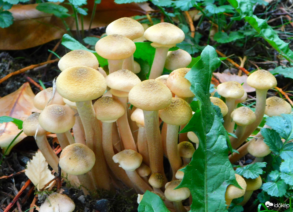Armillaria (tuskó­gomba).