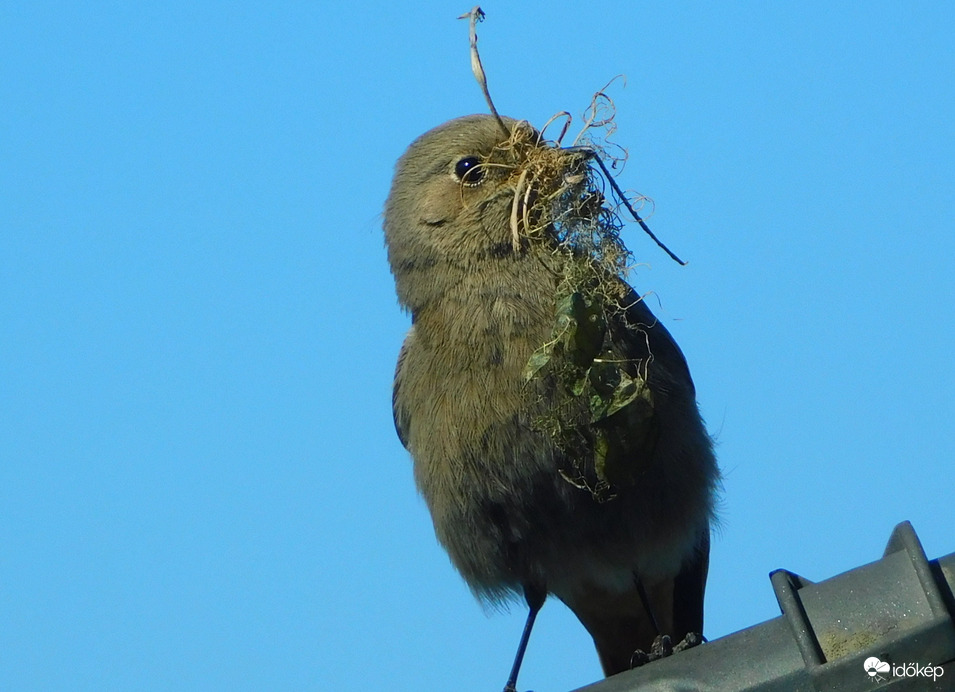 rozsdi rakja a fészket :)