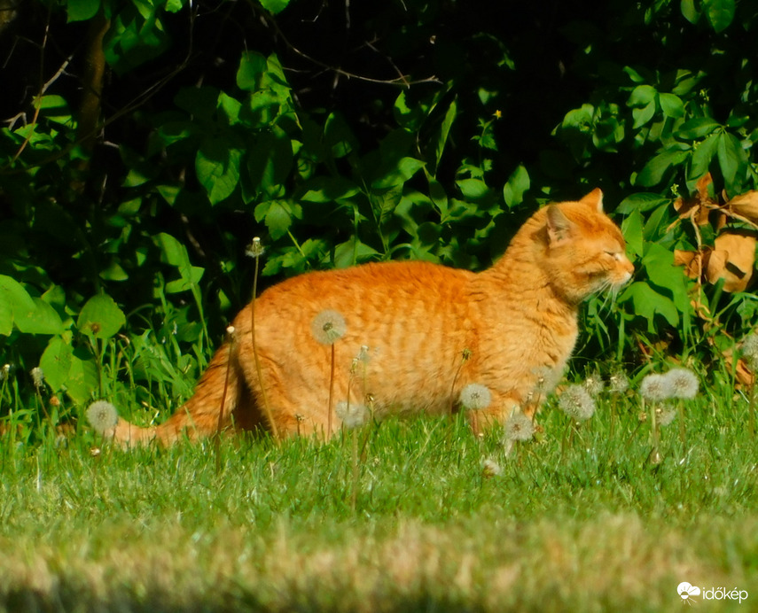 Garfield létezik :)