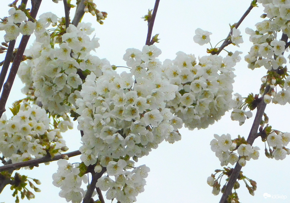 az idei termésnek is annyi, ahogy kinéz :(