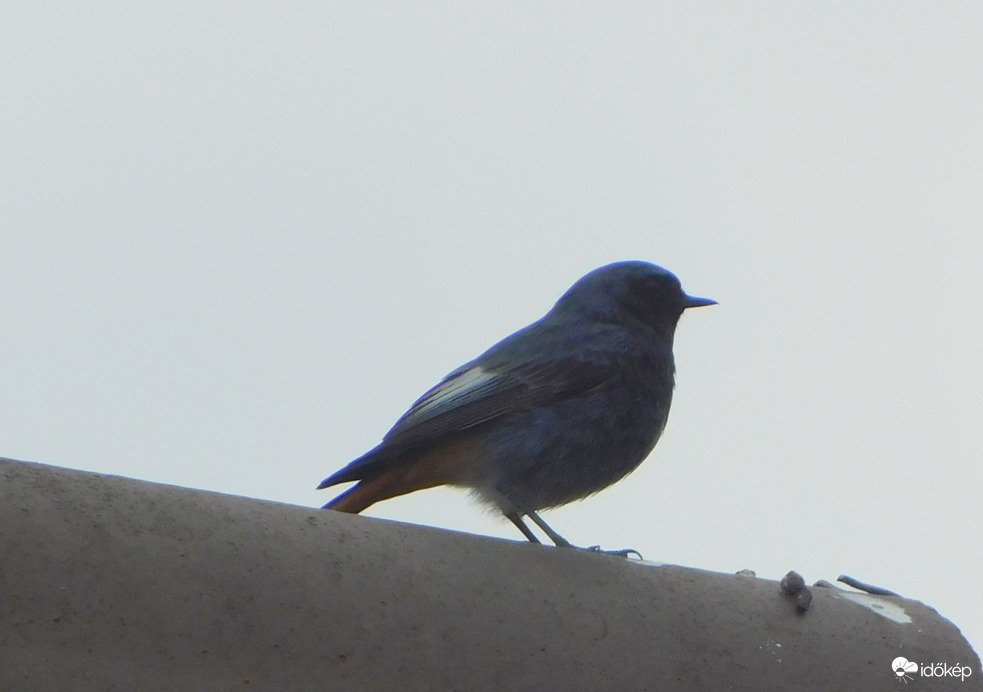 megjött rozsdiapu, de nem boldog, hogy nem repülnek a kajarovarok