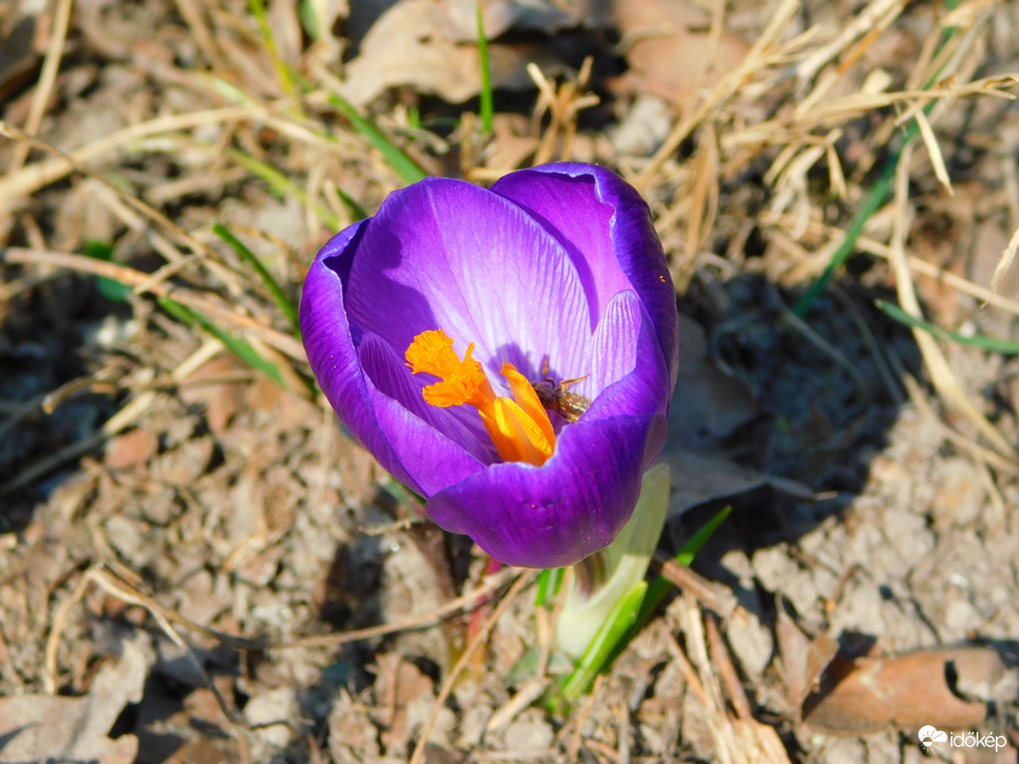 krókusz