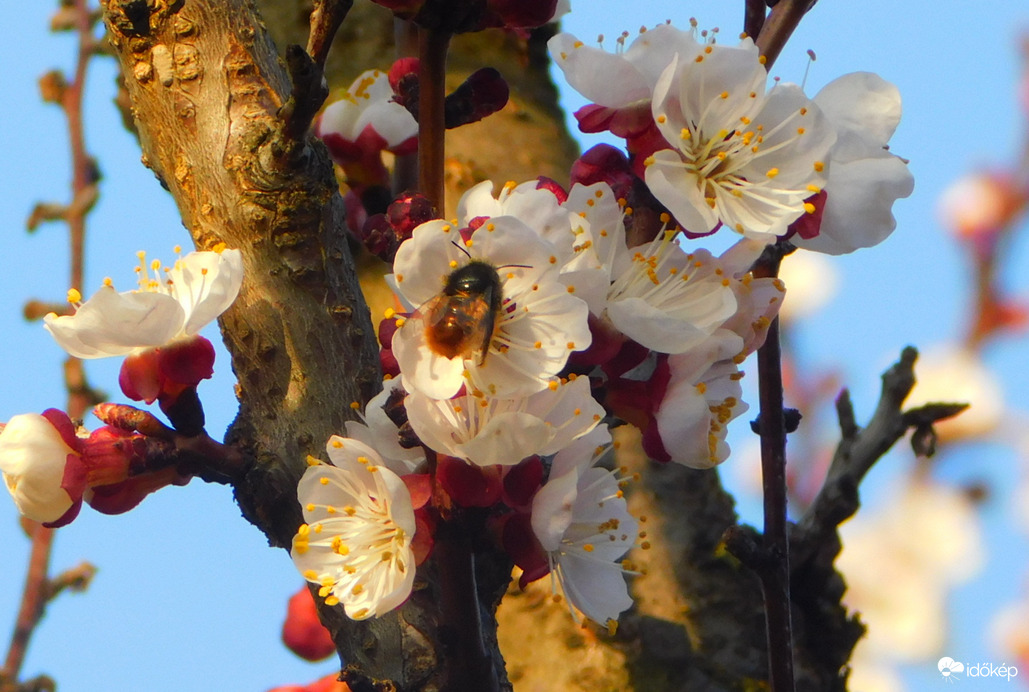 most meg a szél miatt alig van megporzó :(