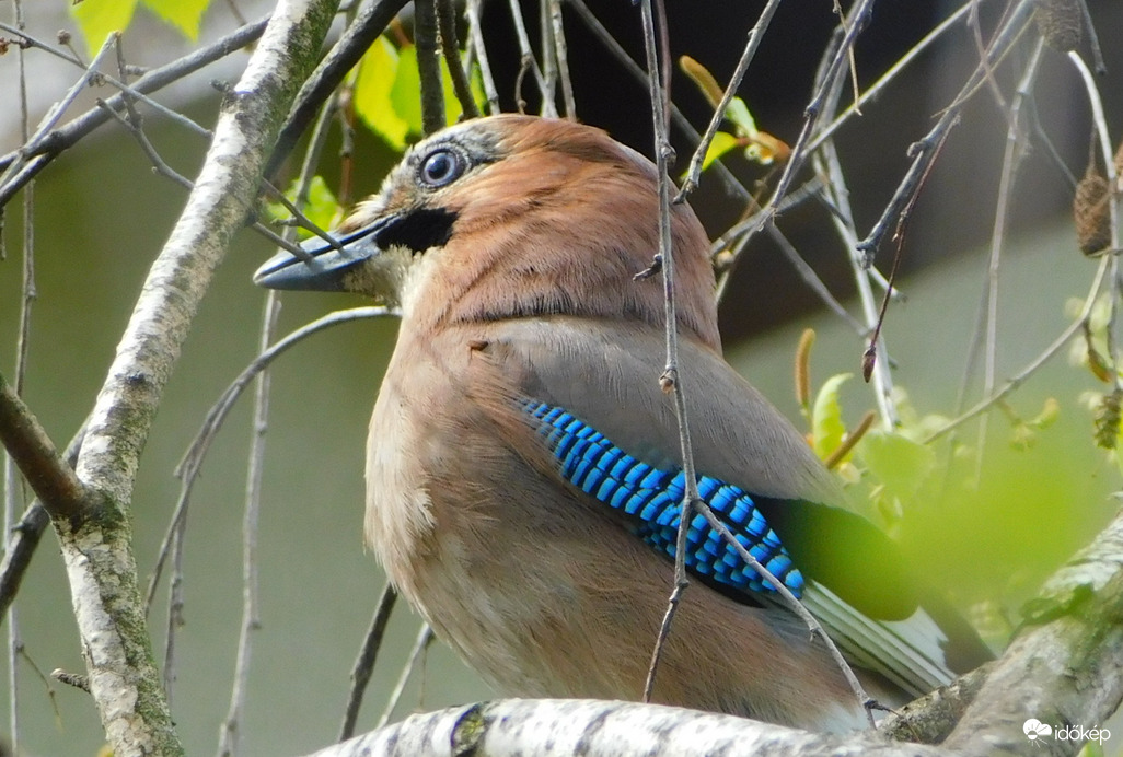 szajkó fészekanyagot gyújt