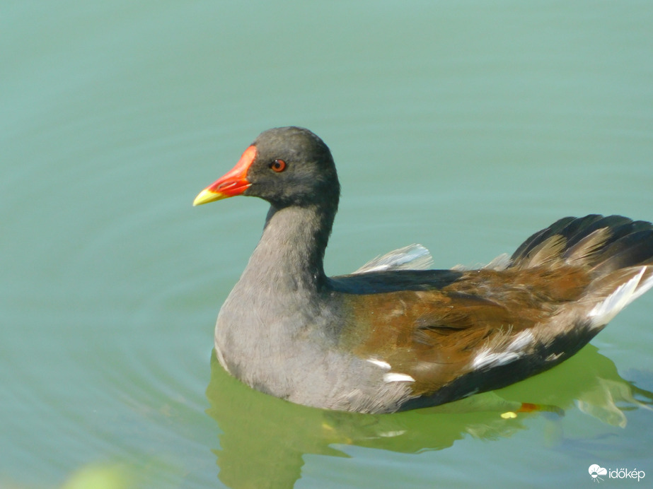 vizityúk