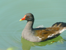 vizityúk