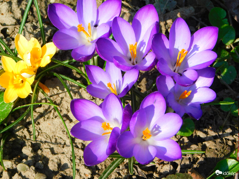 egy kiscsapat tavasz