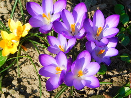 egy kiscsapat tavasz