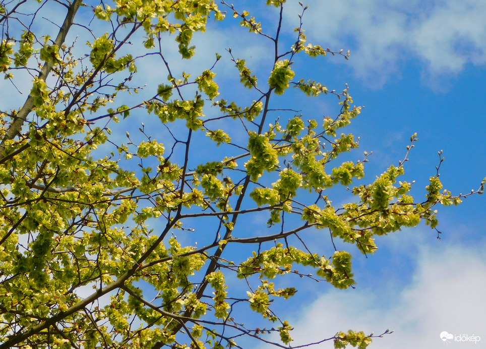 szilfa virágzása