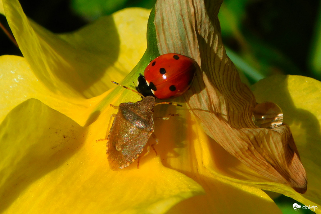 meg ne csókolj, büdös vagy 